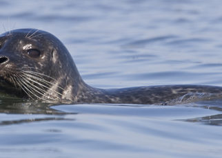 A Zombie Sighting in S.F. Bay