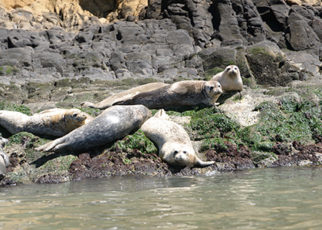 Global Climate Change Is Already Affecting San Francisco Bay