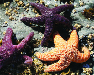 Sea Star-Gazing