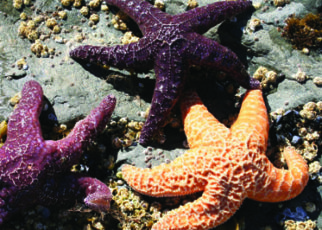 Sea Star-Gazing