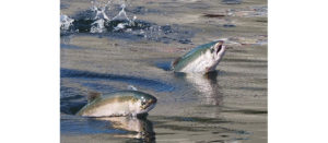 The Bay Is Thirsty for Fresh Water
