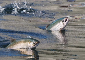 The Bay Is Thirsty for Fresh Water