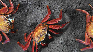 Jack London Square Begins New Tradition with a “Crab Crawl”