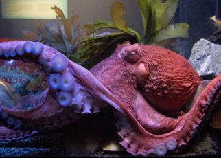 Eight Reasons You Wish You Were an Octopus