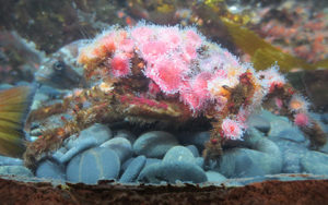 Crafty Crustaceans