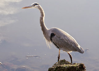 There are Better Answers than Tunnels for Our Water Woes