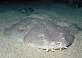 Angel Sharks: Heaven-Sent?
