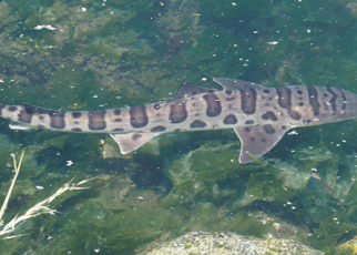 Mystery Shark Deaths in the Bay