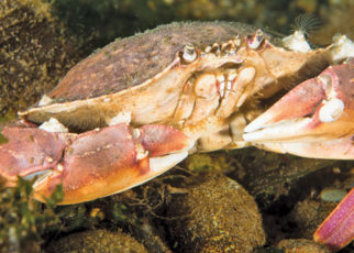 The Dungeness Crab’s Amazing Journey