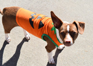 Around the Bay in October 2016