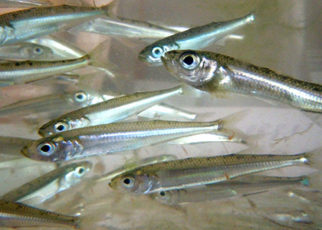 Countdown to Extinction