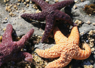 Sea Star-Gazing
