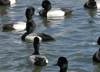 It’s Time to Quench the Bay’s Thirst