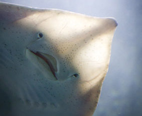 Skate Through the Holidays