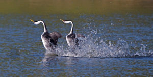 Western Grebes Arriving at Their Seasonal San Francisco Bay Home