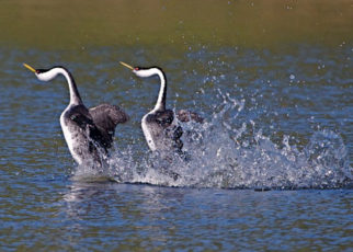 Western Grebes Arriving at Their Seasonal San Francisco Bay Home