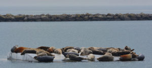 More Harbor Seals Call WETA Dock Home