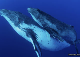 Tales of the Sea: International Ocean Film Festival Returns for 17th Year